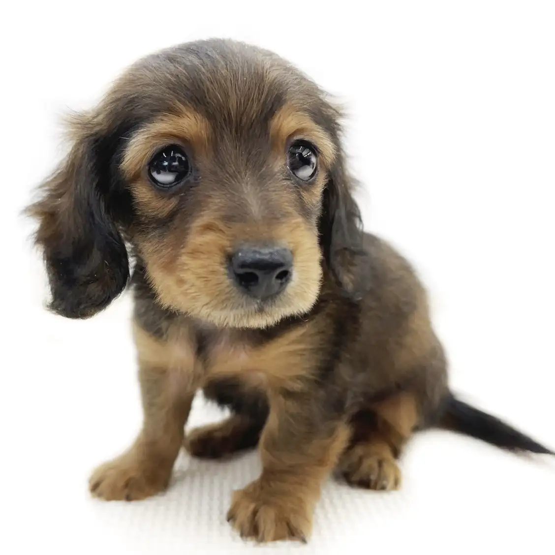 カニンヘン・ダックスフント