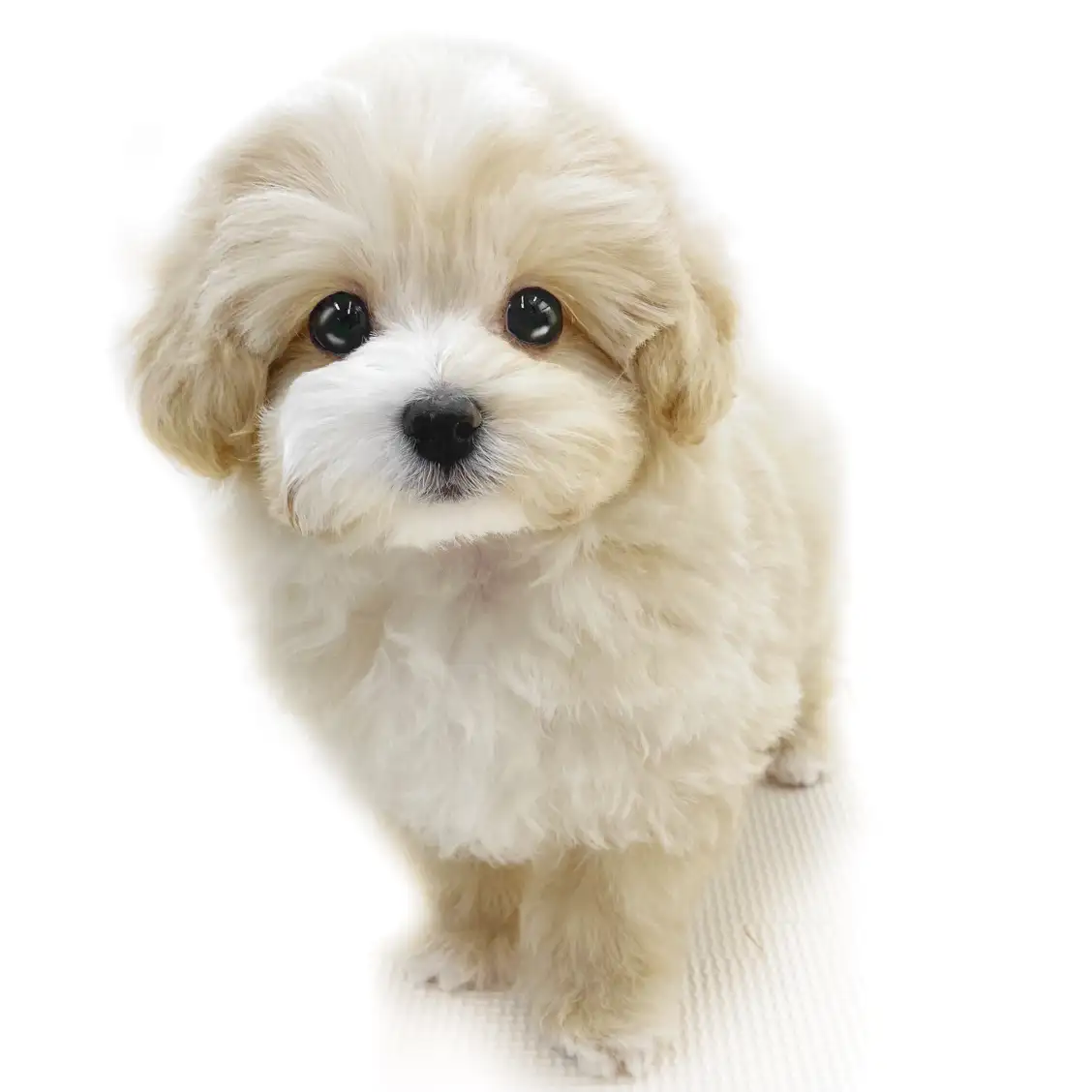 MIX(マルチーズ×トイプードル)