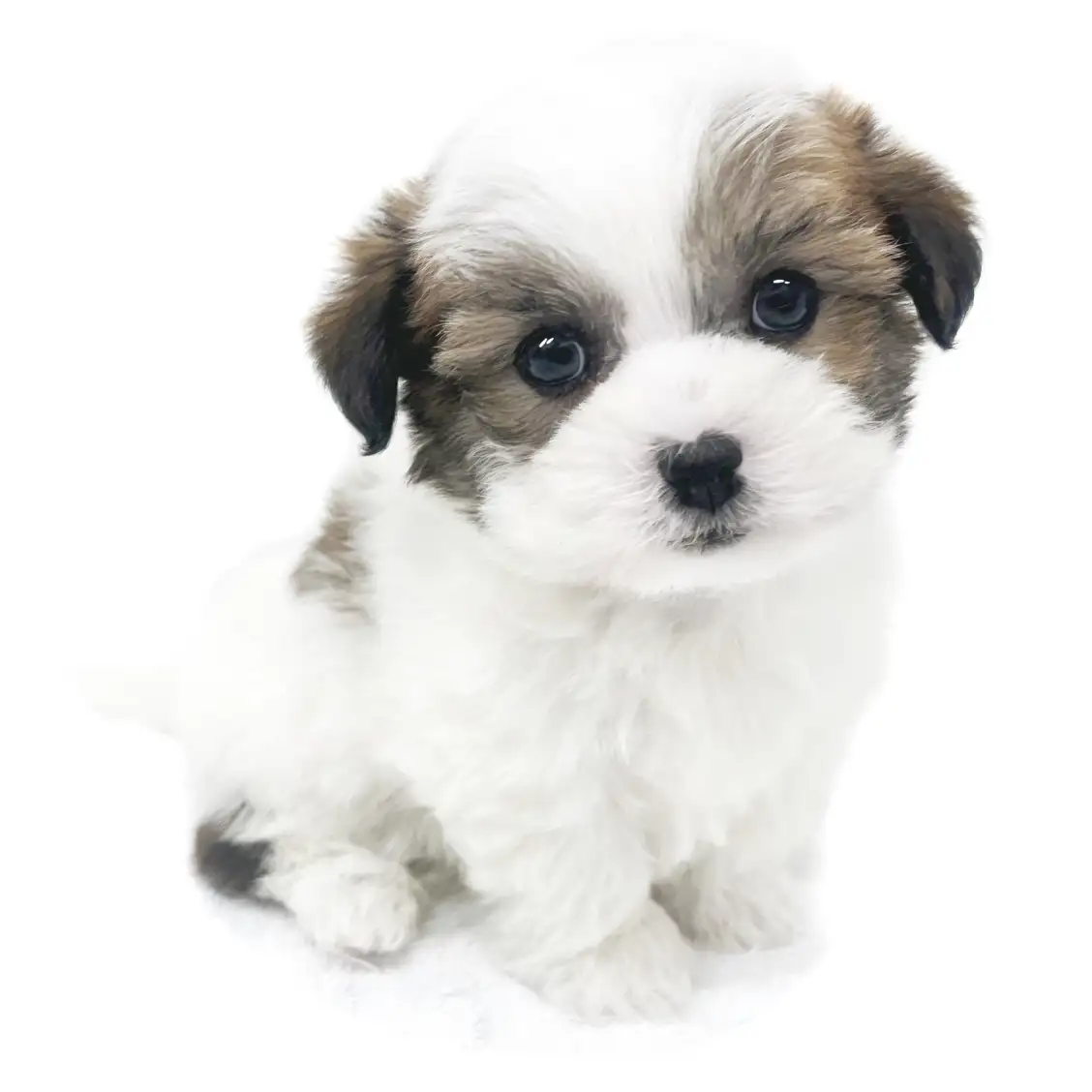 MIX(マルチーズ×ジャックラッセルテリア)