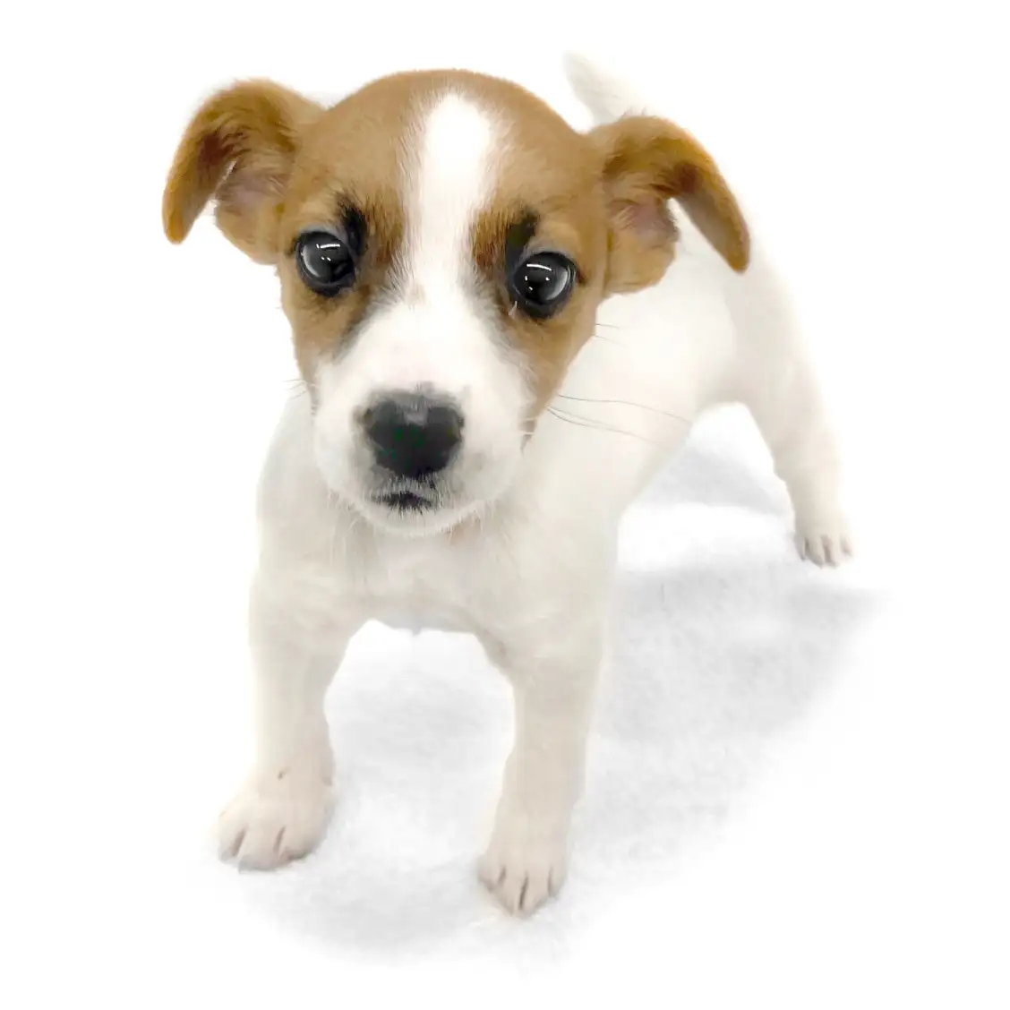 ジャックラッセルテリア