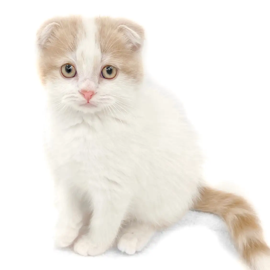 スコティッシュフォールド