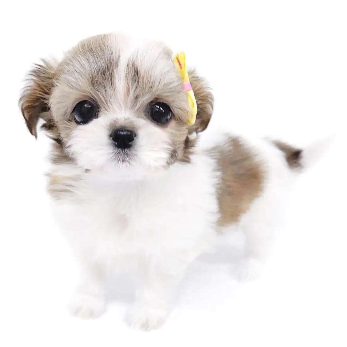 MIX(チワワ×シーズー)