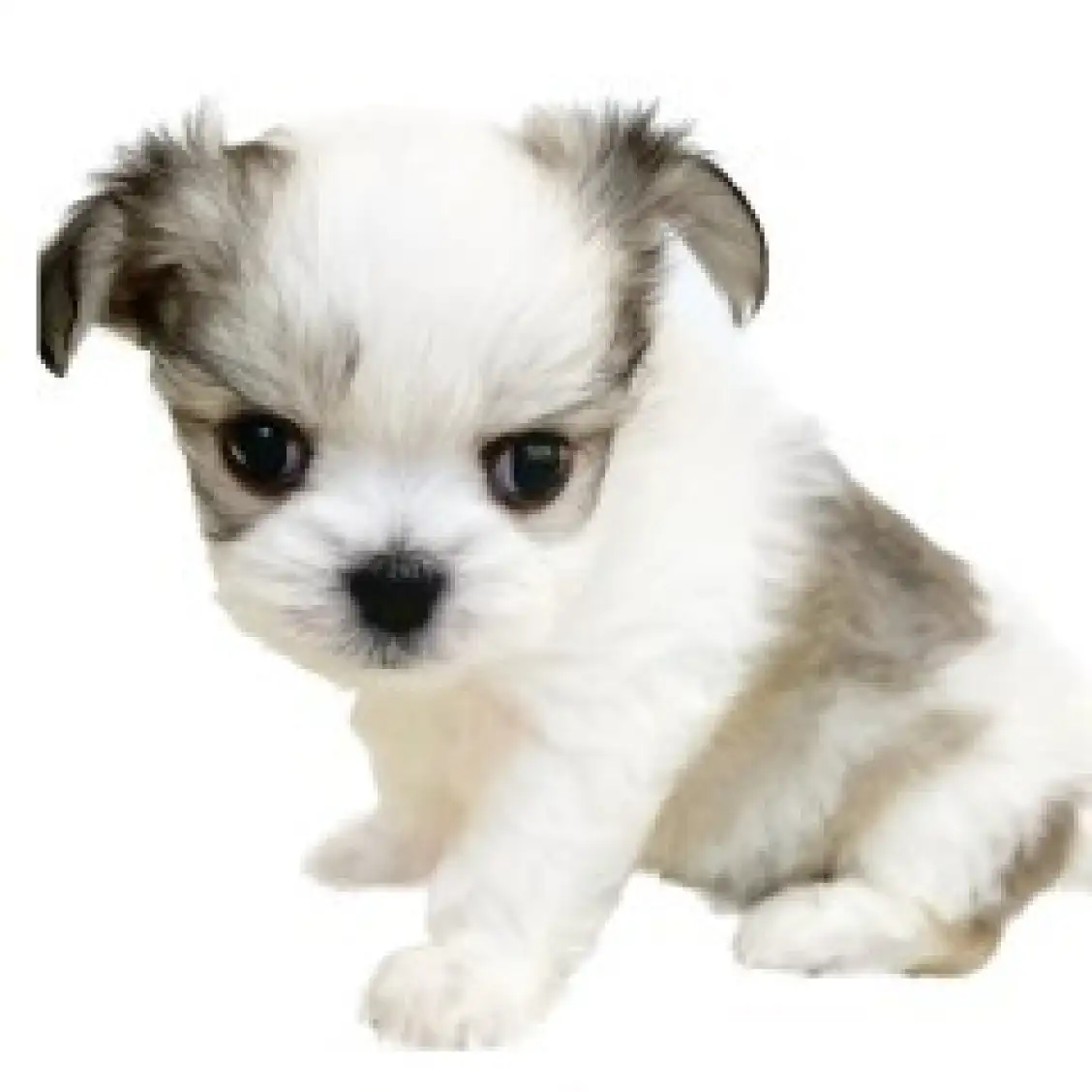 MIX(マルチーズ×チワワ)