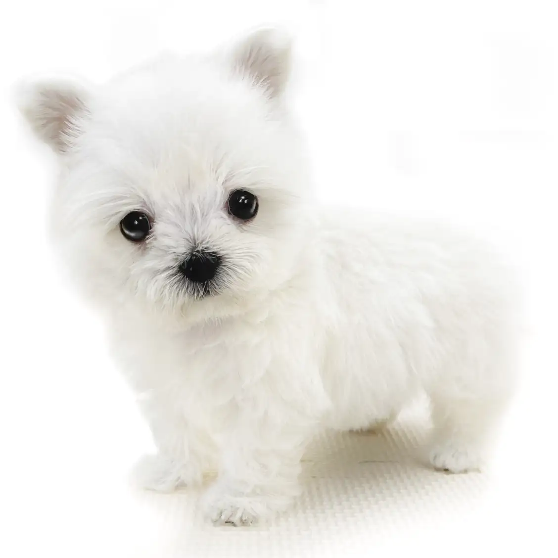 MIX（マルチーズ×チワワ）