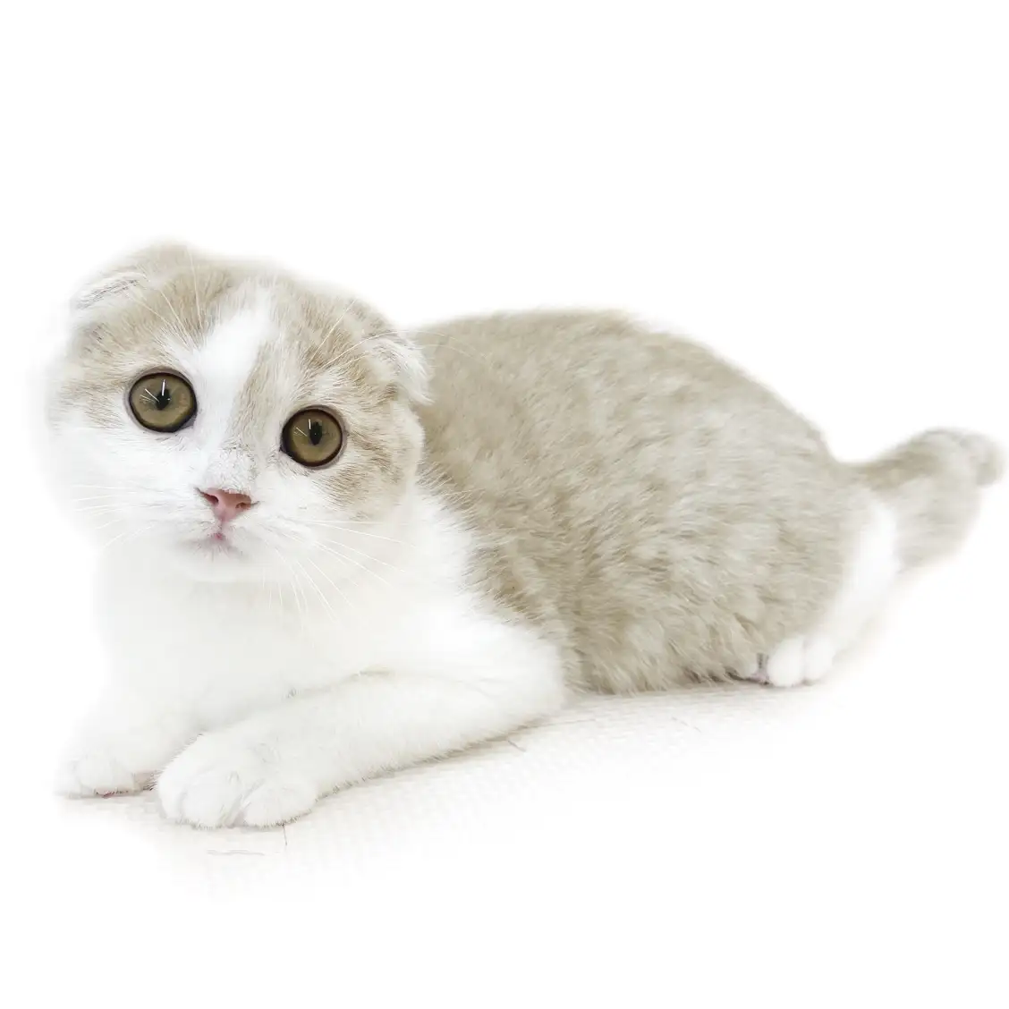 スコティッシュフォールド