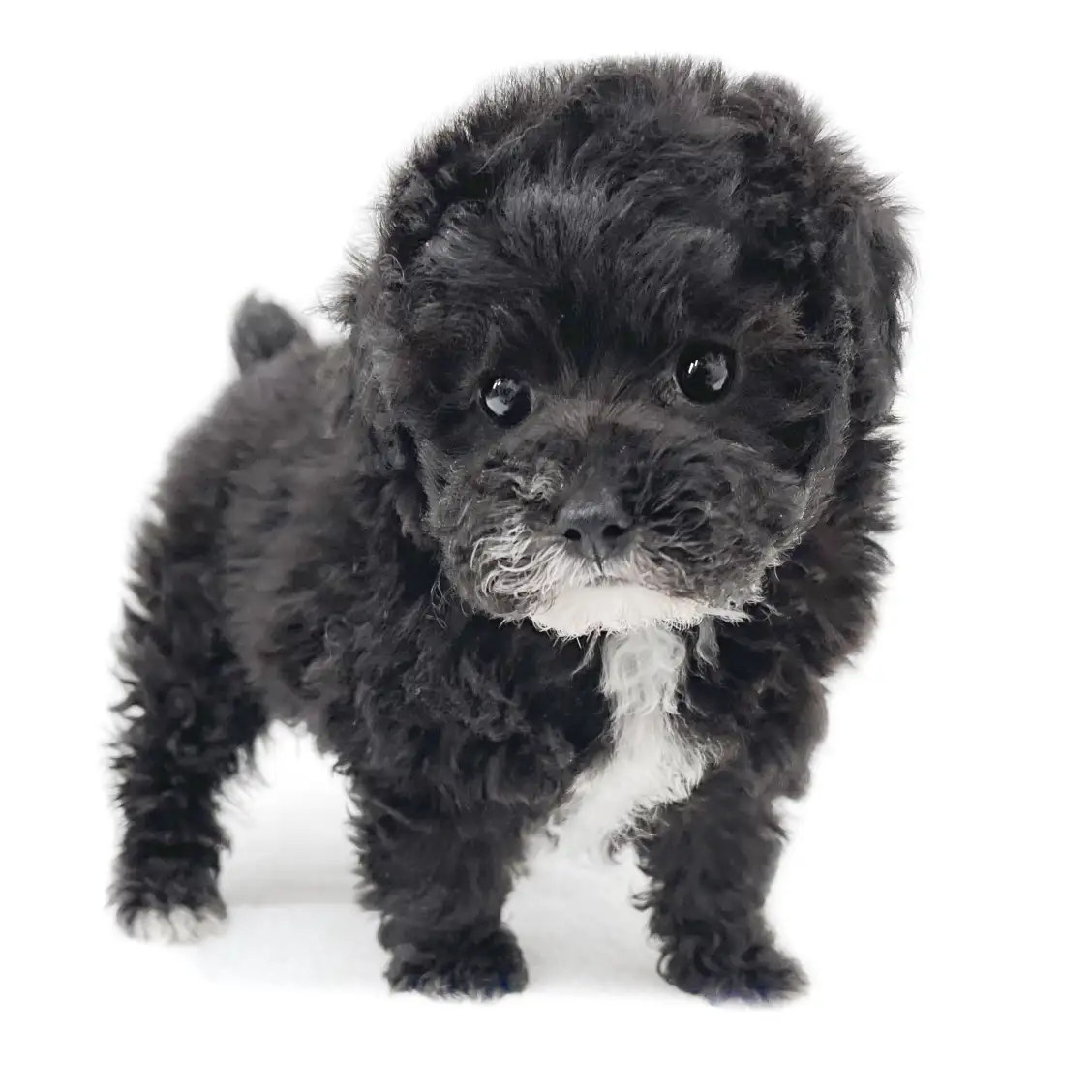 トイ・プードル