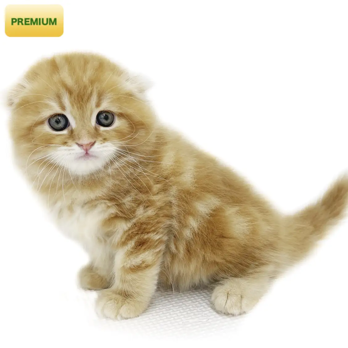 スコティッシュフォールド