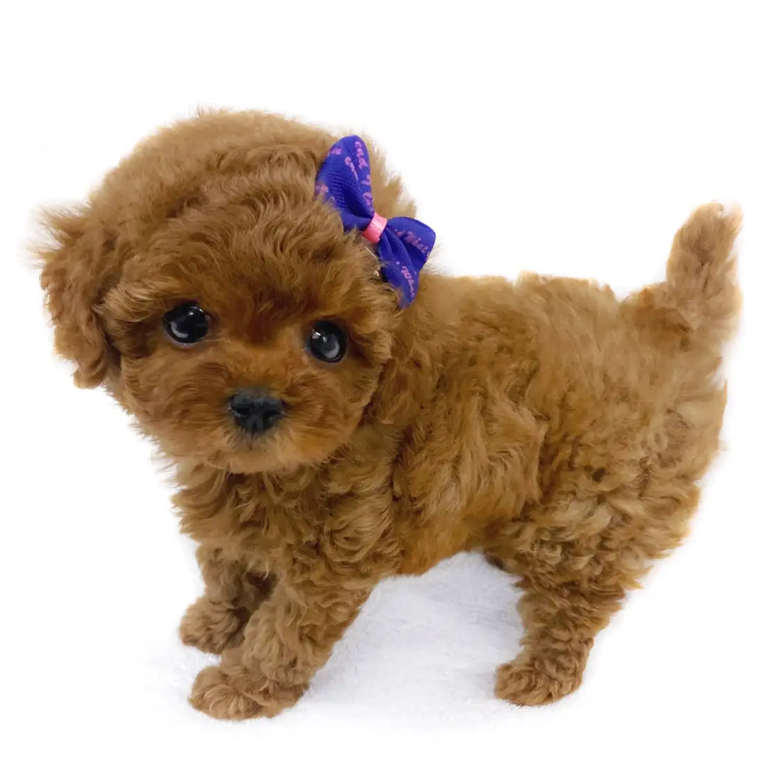 トイ・プードル