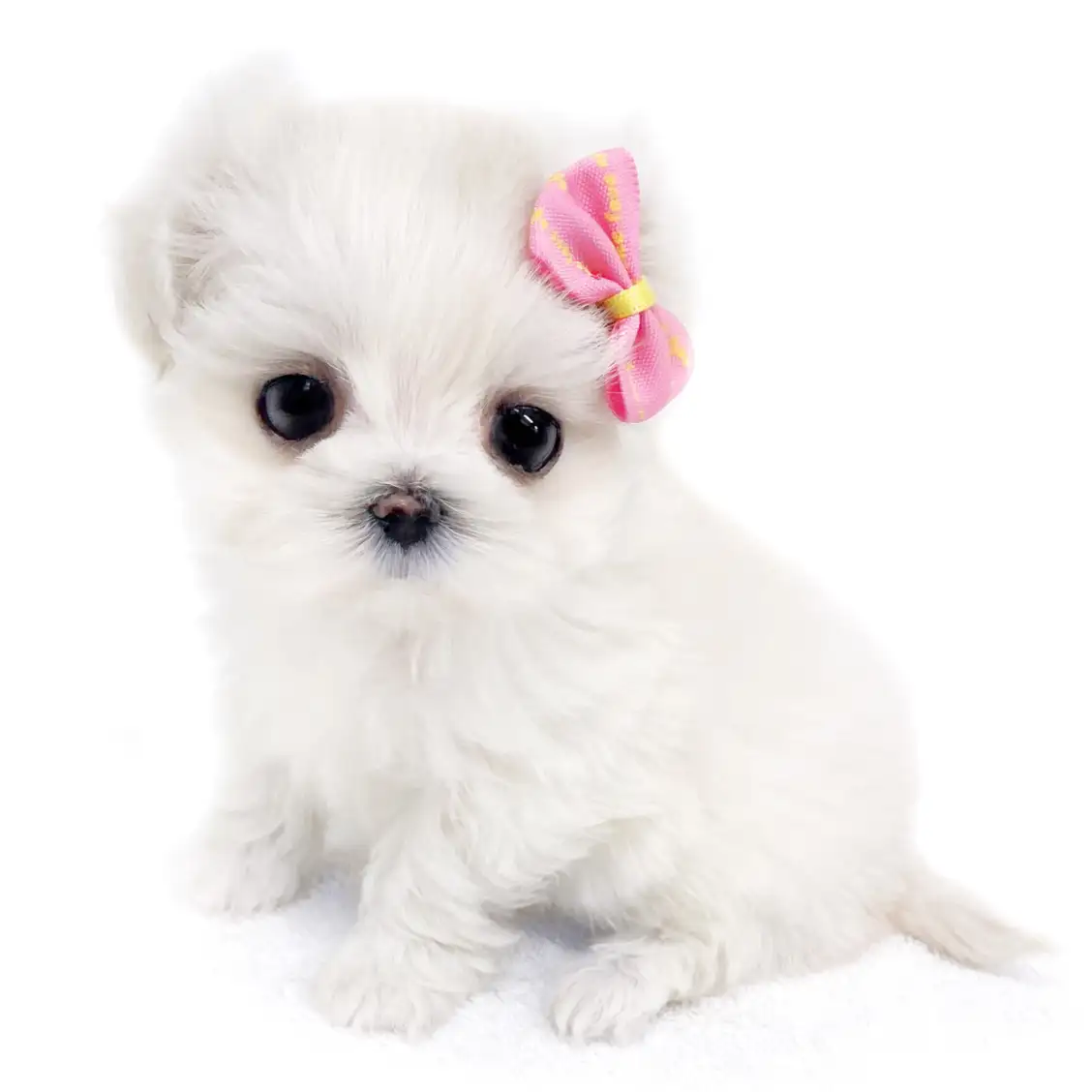 MIX（マルチーズ×トイプードル）