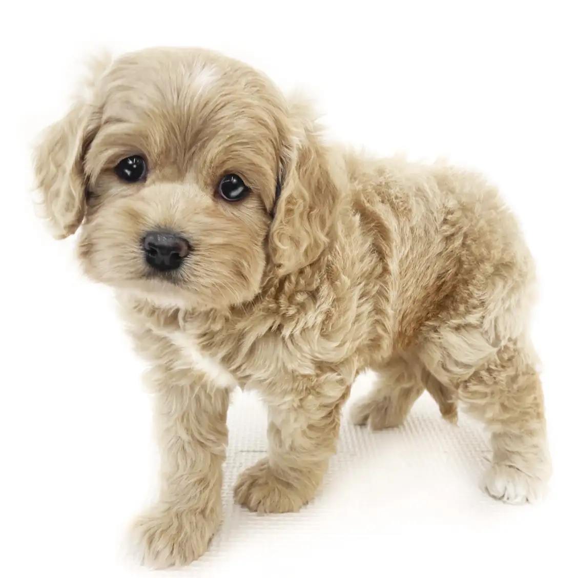 MIX(トイプードル×アメリカンコッカースパニエル)