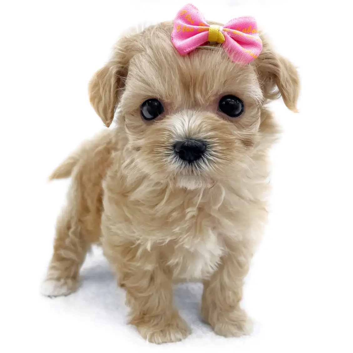 MIX(マルチーズ×トイプードル)