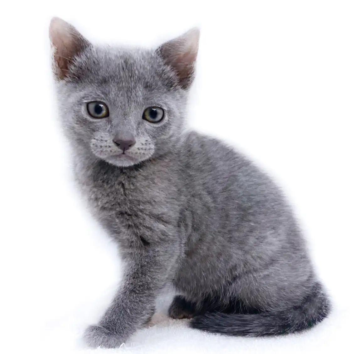 ロシアンブルー