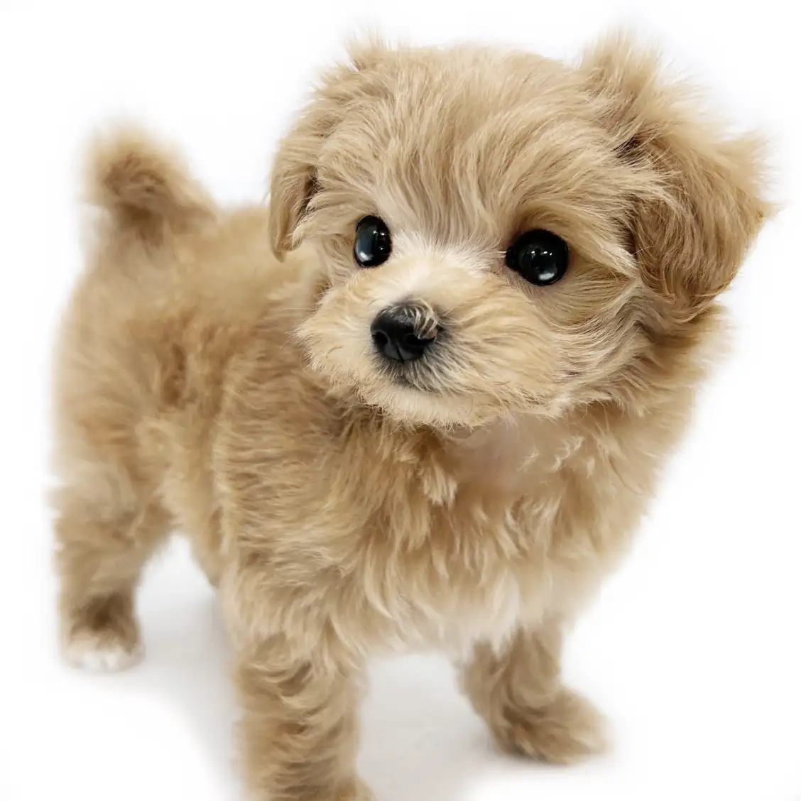 MIX（マルチーズ×トイプードル）