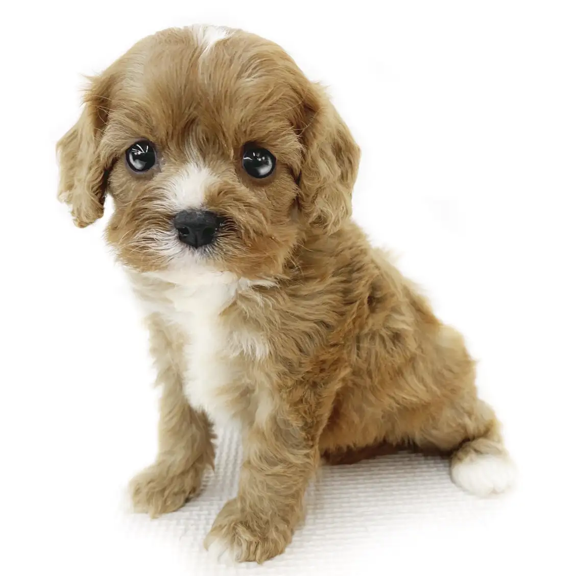 MIX(トイプードル×キャバリアキングチャールズスパニエル)