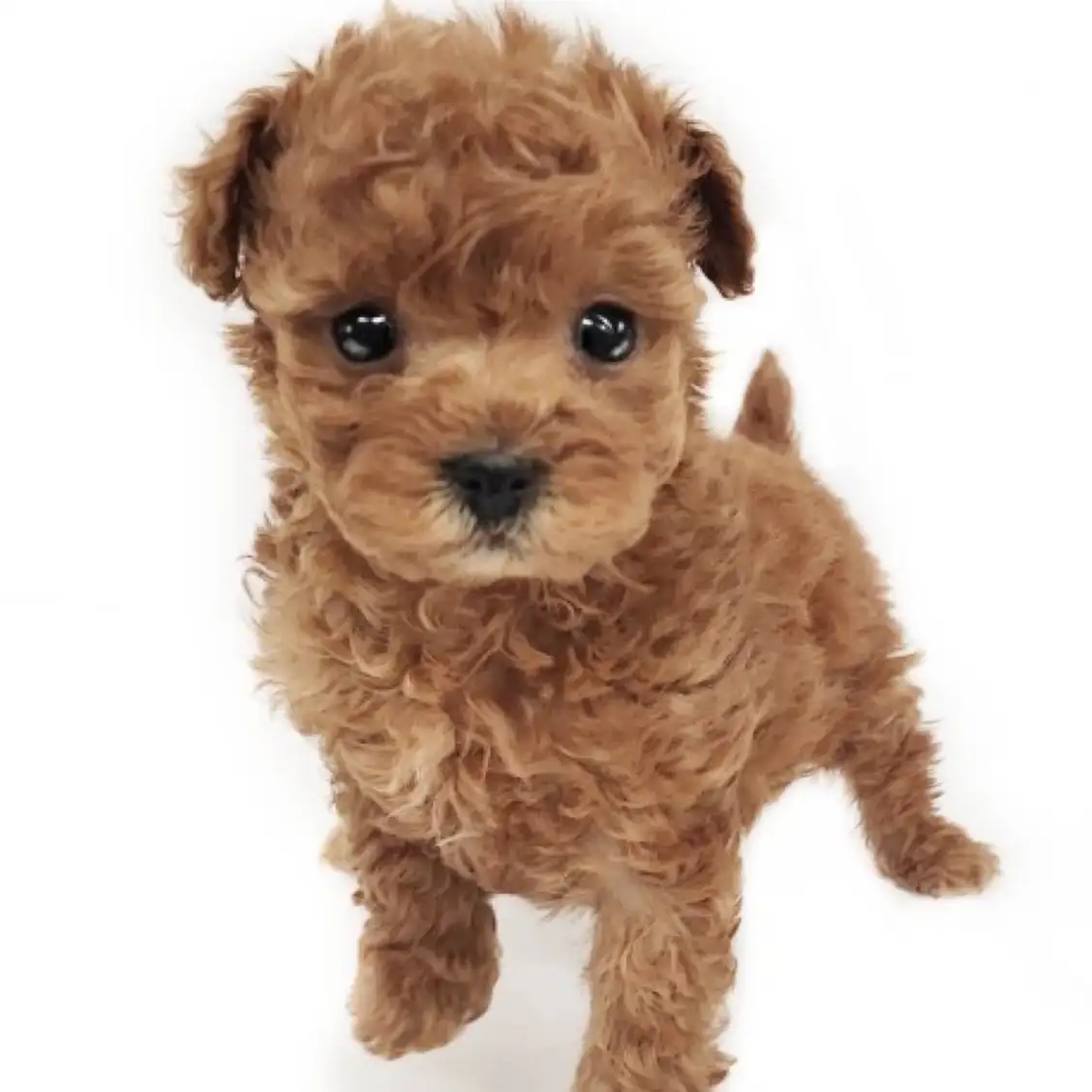 トイ・プードル