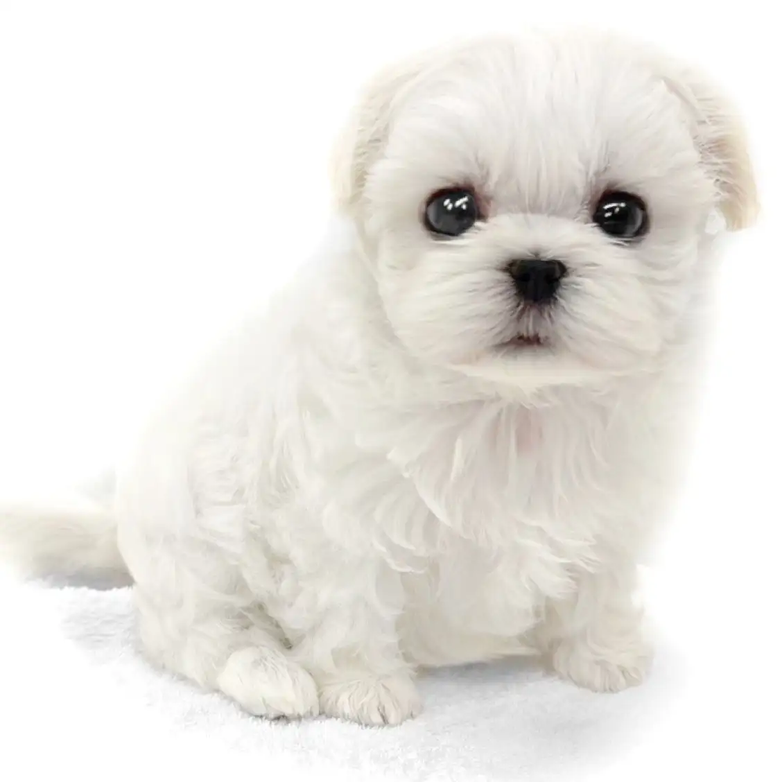 MIX(マルチーズ×トイプードル)