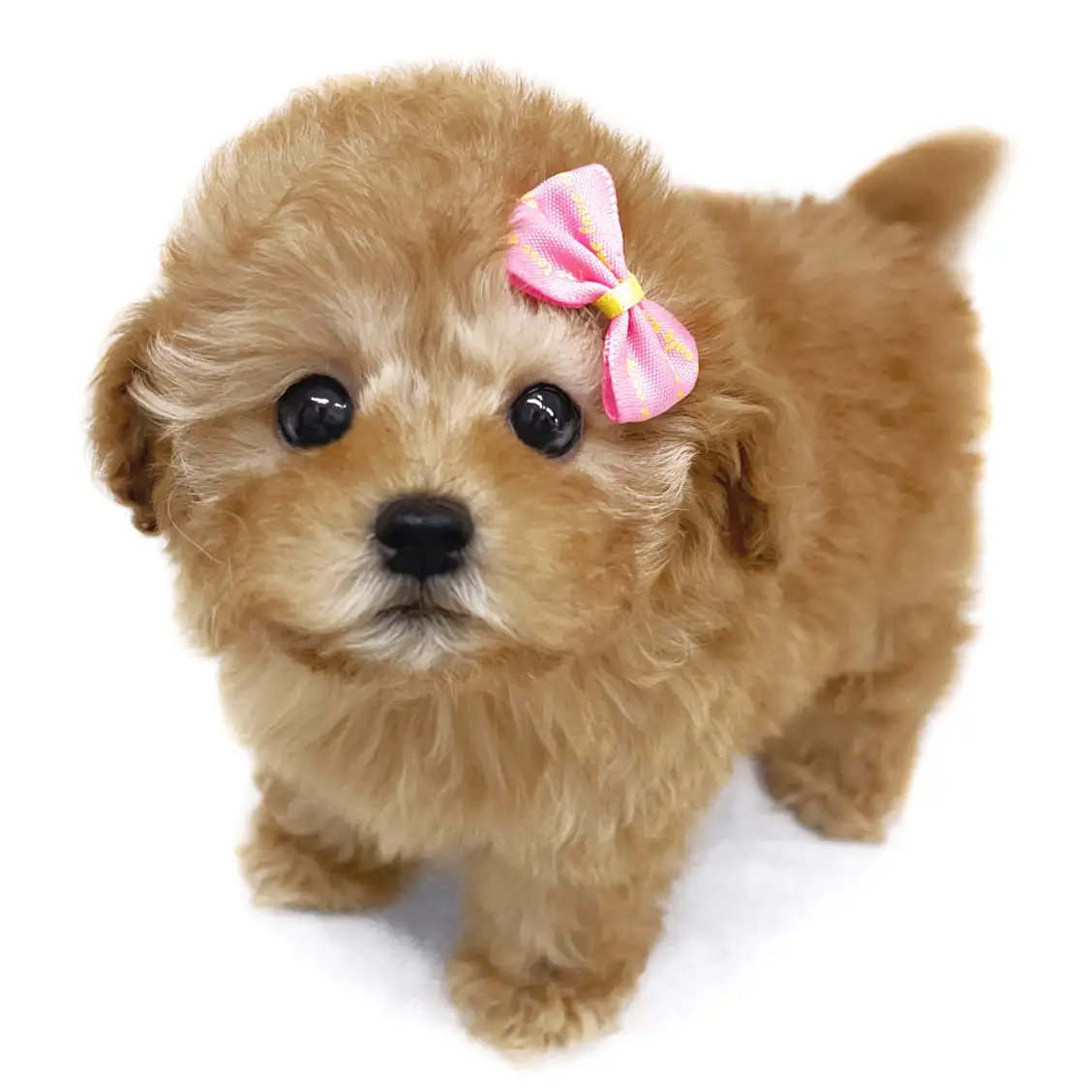 トイ・プードル