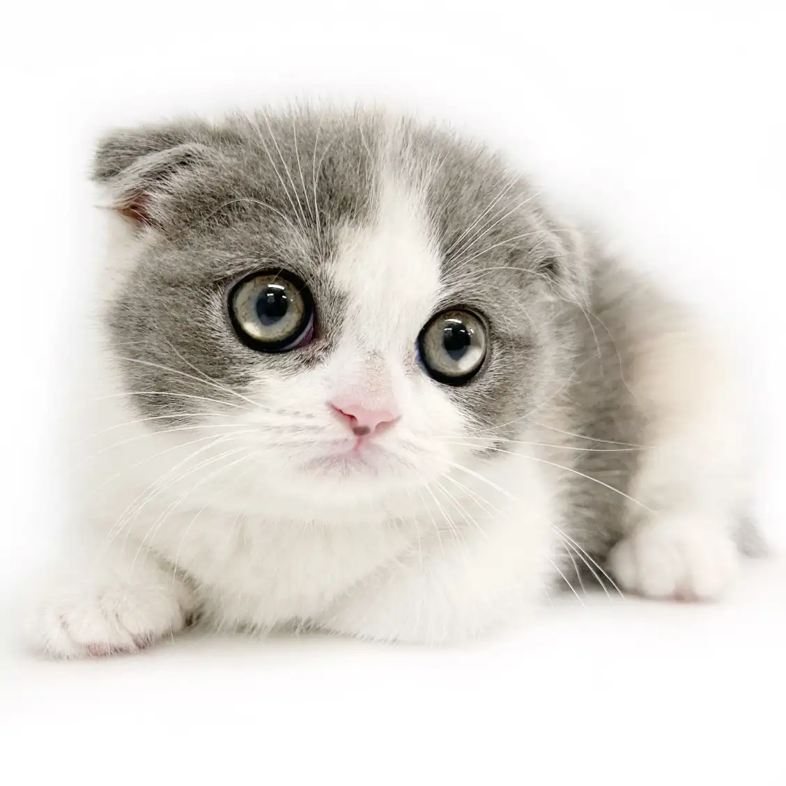 スコティッシュフォールド