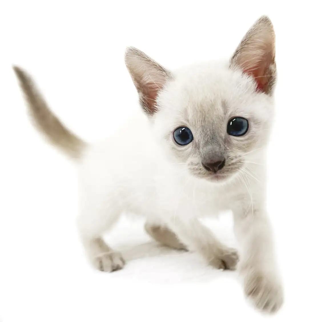 ロシアンブルー