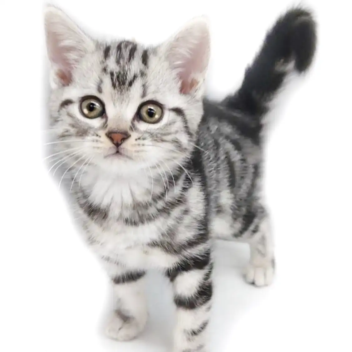 アメリカンショートヘア