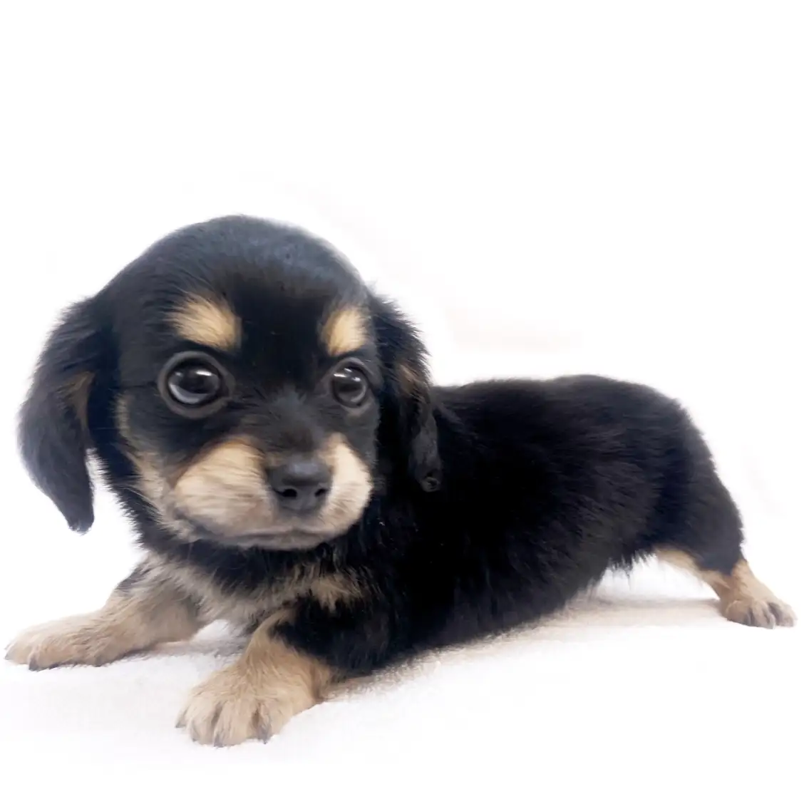 MIX(チワワ×ミニチュアダックスフント)