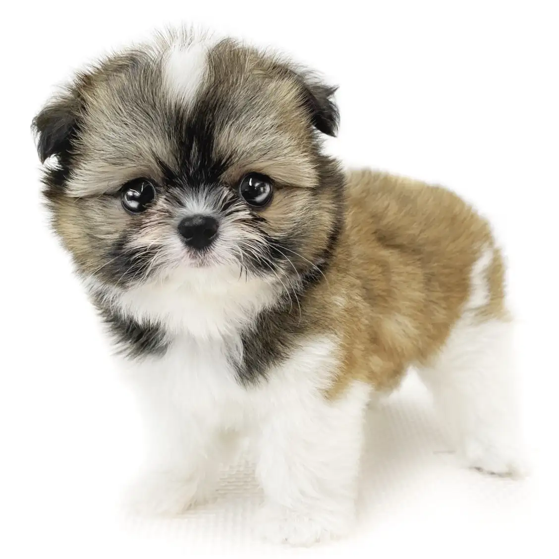 MIX(チワワ×シーズー)