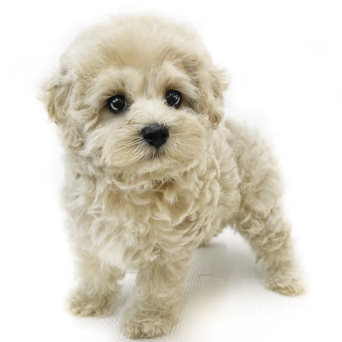 MIX(マルチーズ×トイプードル)