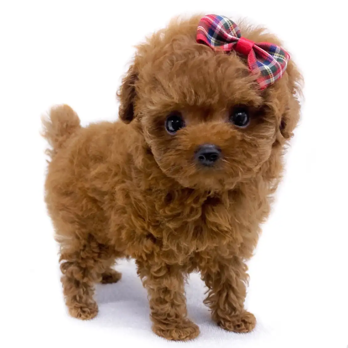 トイ・プードル