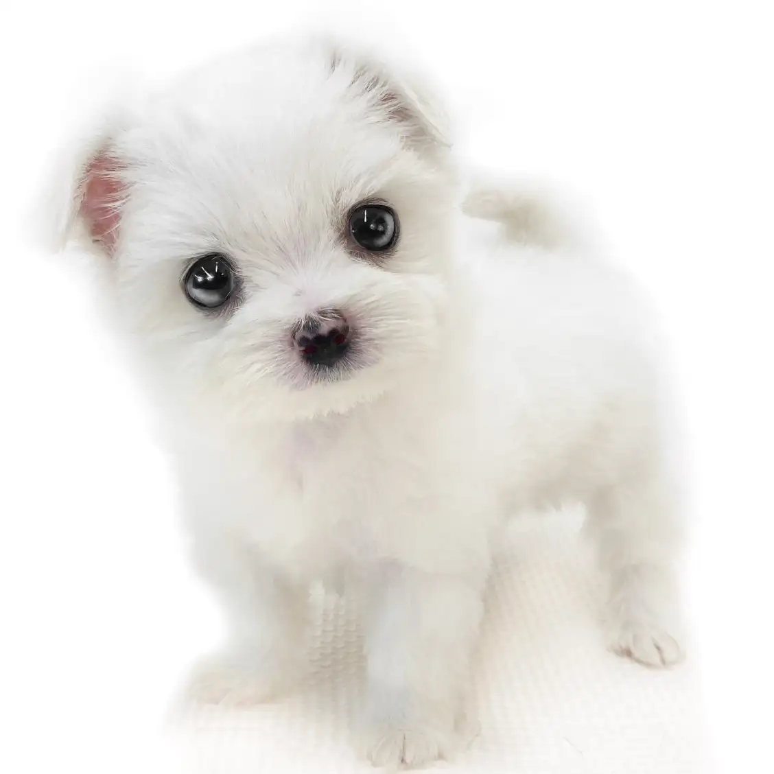 MIX(マルチーズ×チワワ)