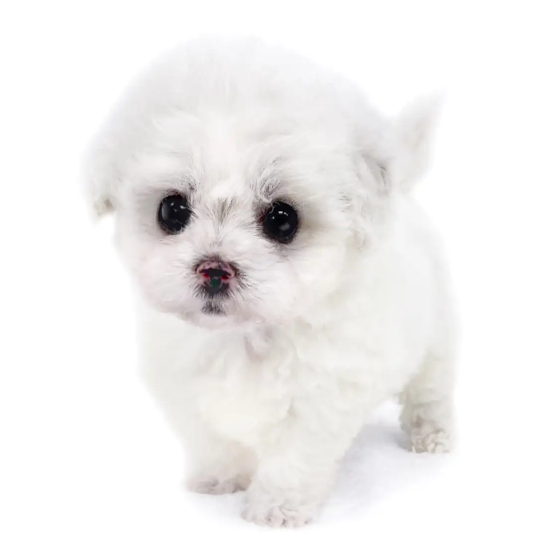 ビションフリーゼ