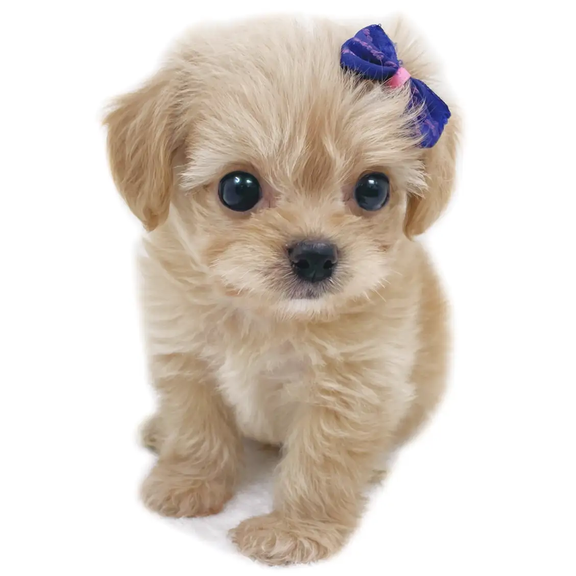 MIX(チワワ×トイプードル)