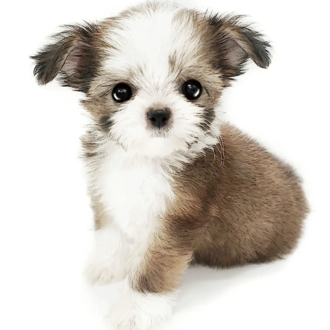 MIX(チワワ×シーズー)