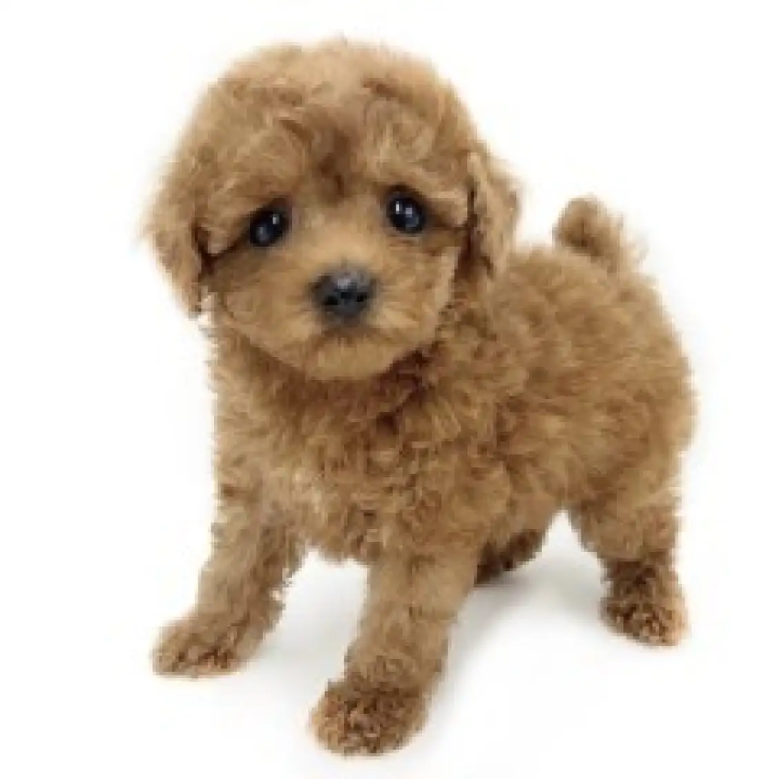 トイ・プードル