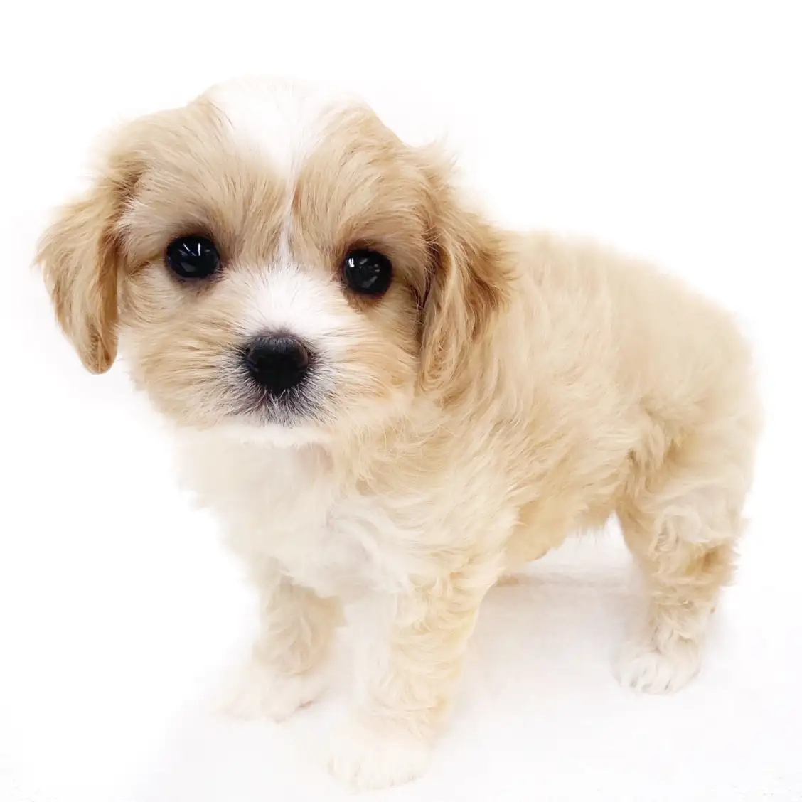 MIX(マルチーズ×キャバリアキングチャールズスパニエル)