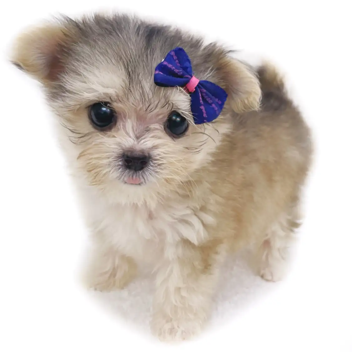 MIX(マルチーズ×ヨークシャーテリア)