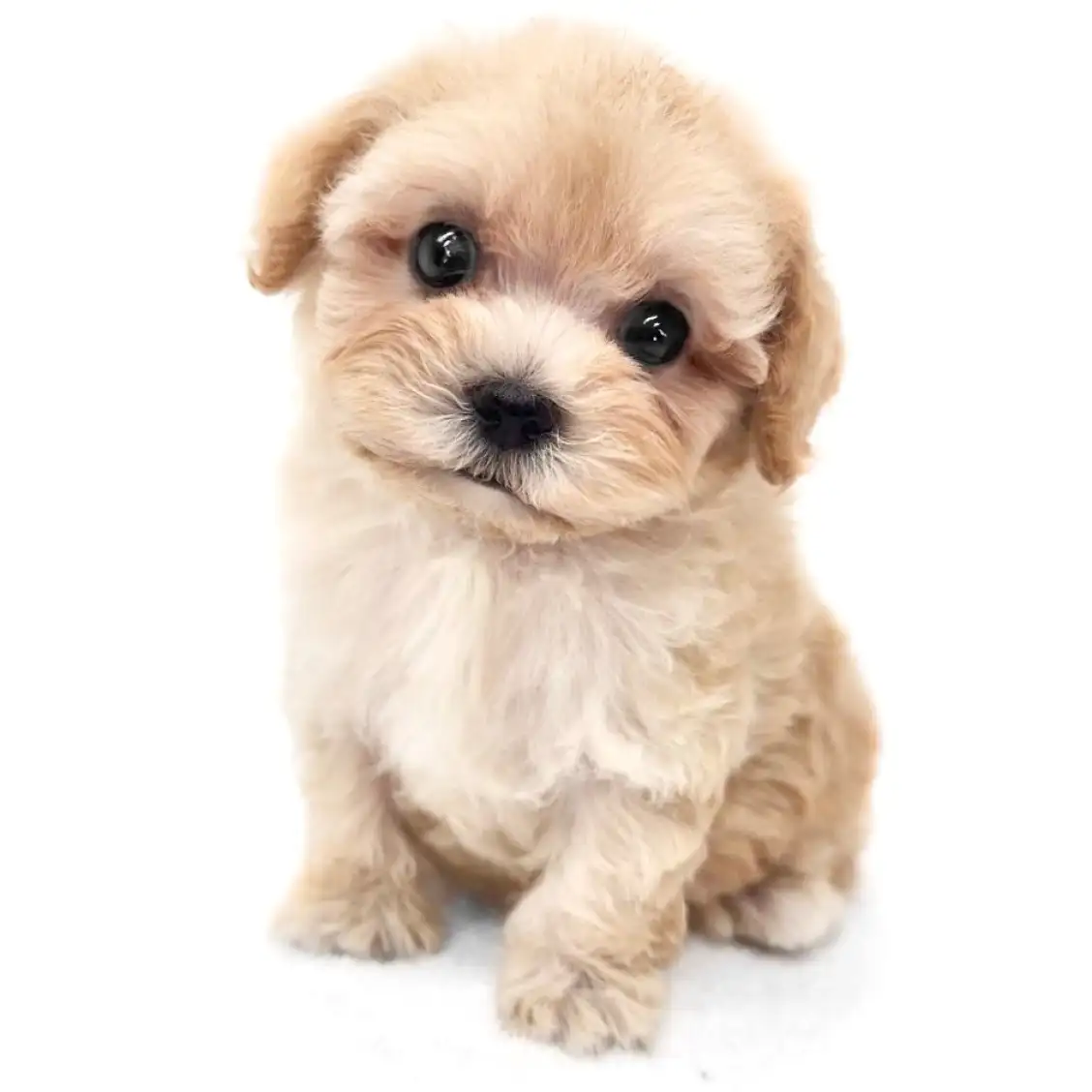 MIX(マルチーズ×トイプードル)