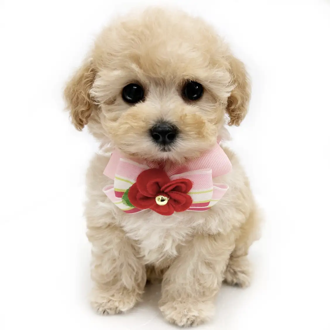 トイ・プードル