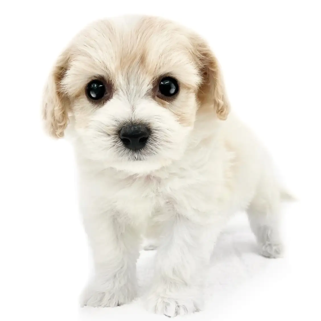 MIX（キャバリアキングチャールズスパニエル×ビションフリーゼ）