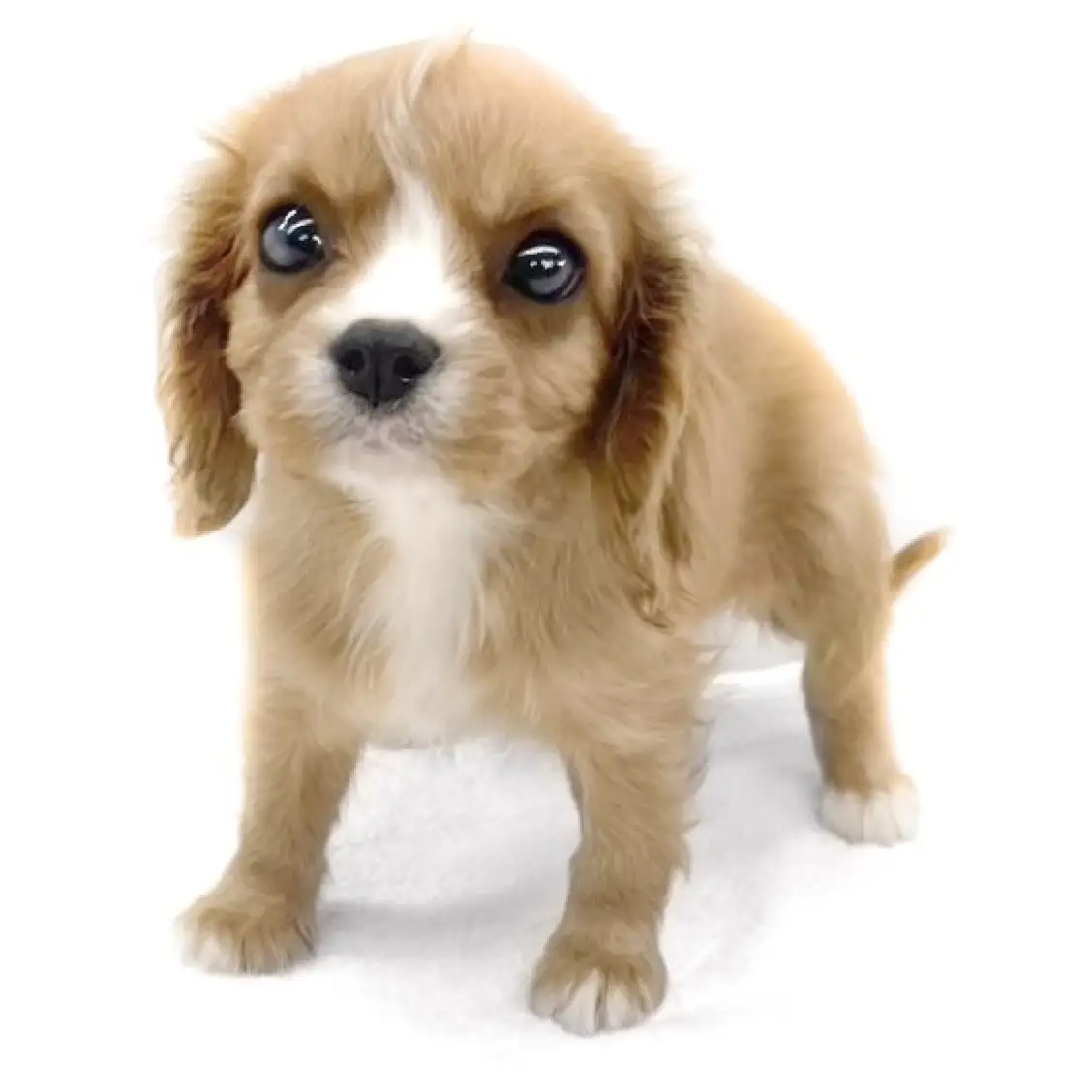 キャバリア・キングチャールズ・スパニエル