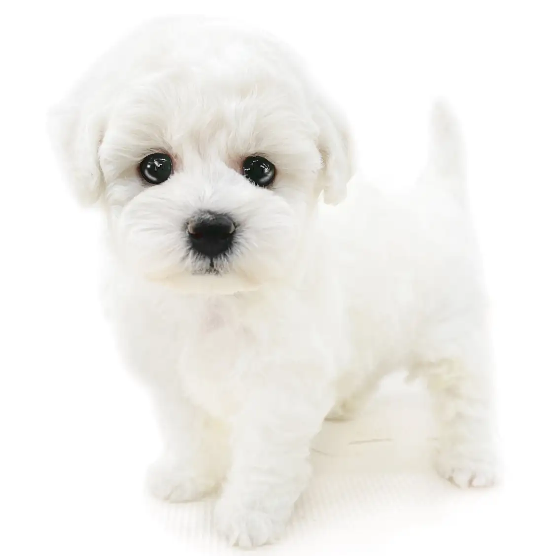 ビションフリーゼ