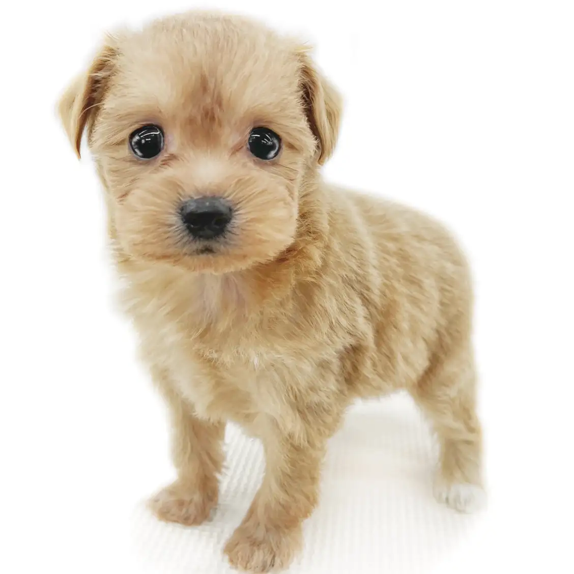 MIX(トイプードル×チワワ)