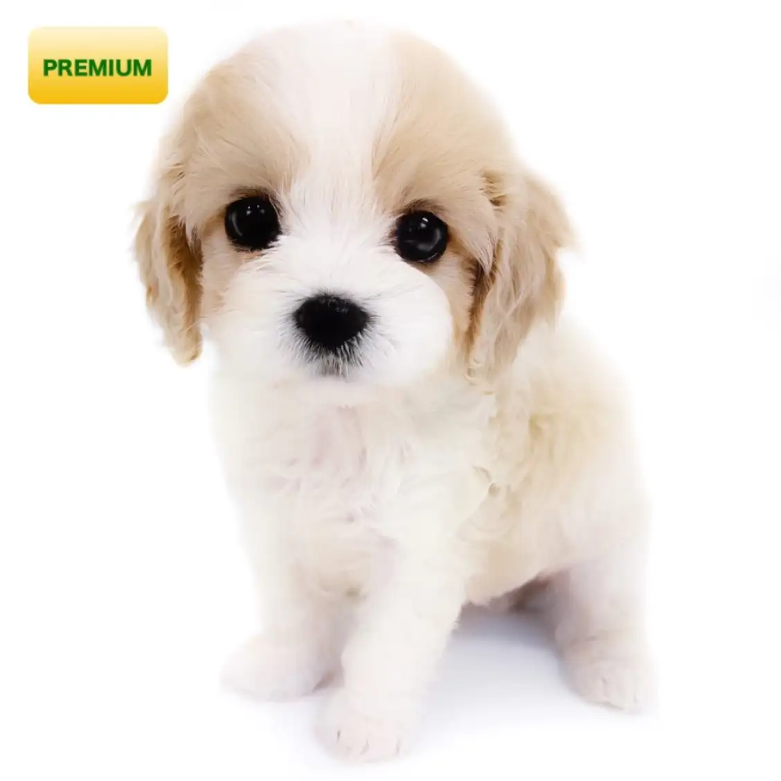 MIX(キャバリアキングチャールズスパニエル×ビションフリーゼ)