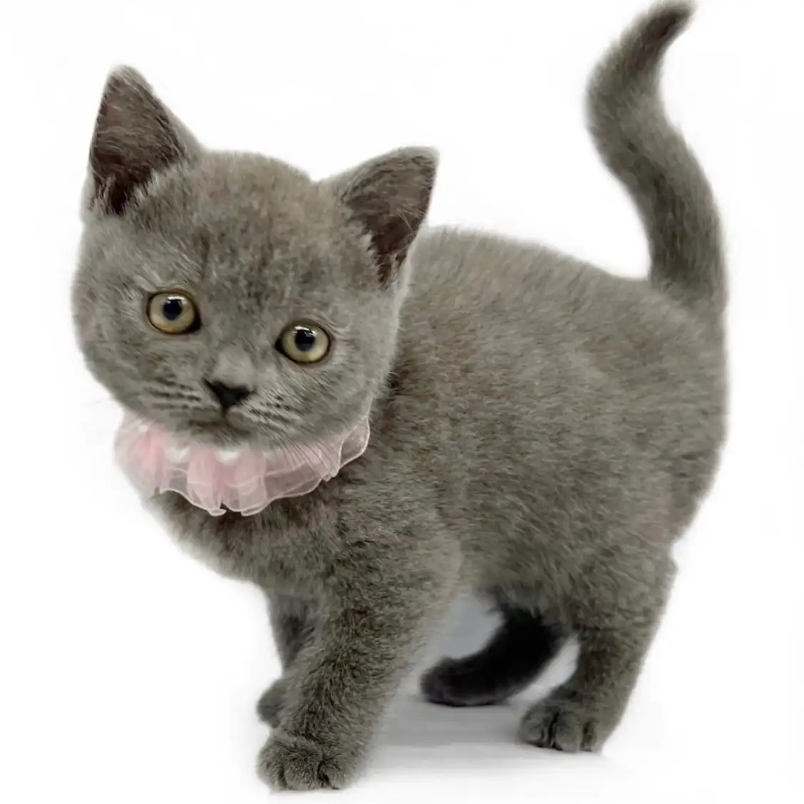 ブリティッシュショートヘア