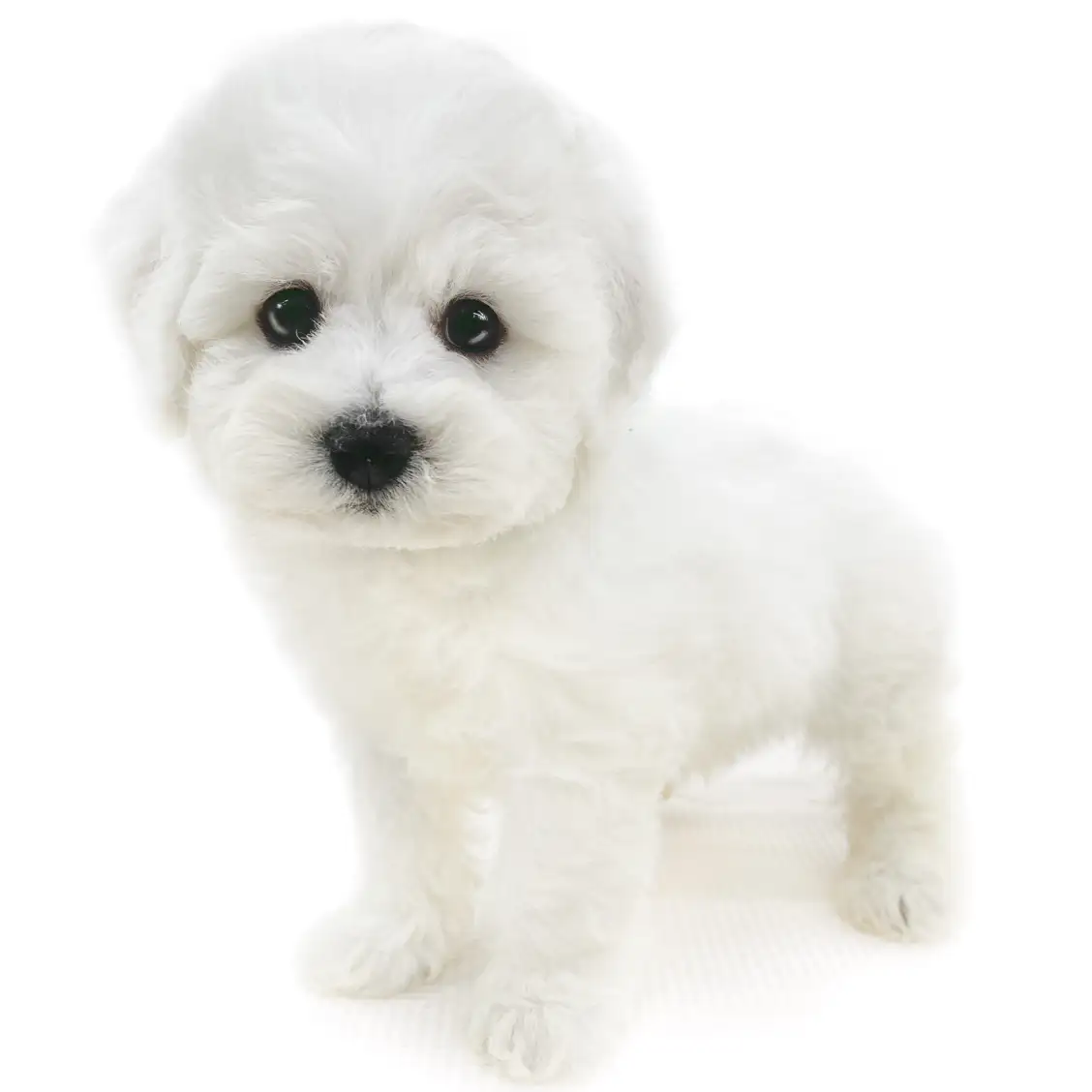 ビションフリーゼ