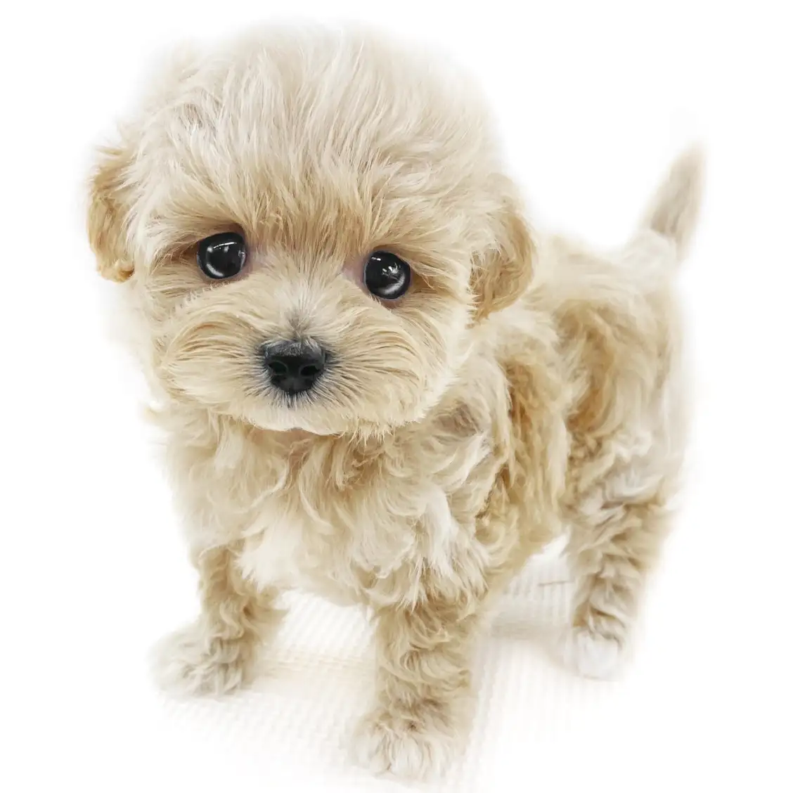 MIX(マルチーズ×トイプードル)