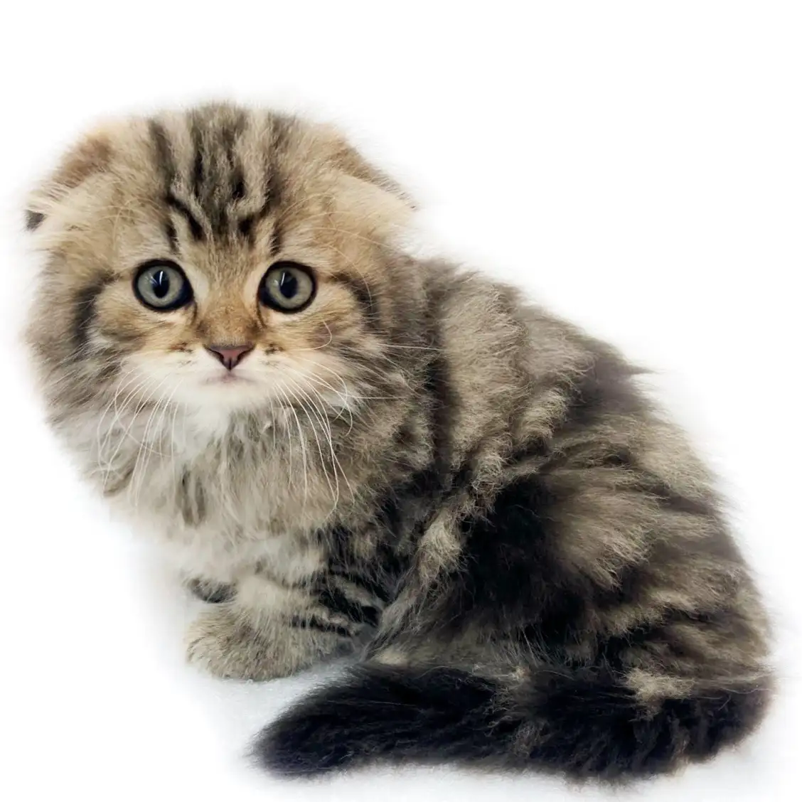 スコティッシュフォールド