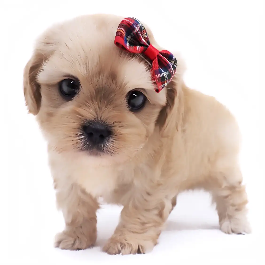 MIX(マルチーズ×キャバリアキングチャールズスパニエル)