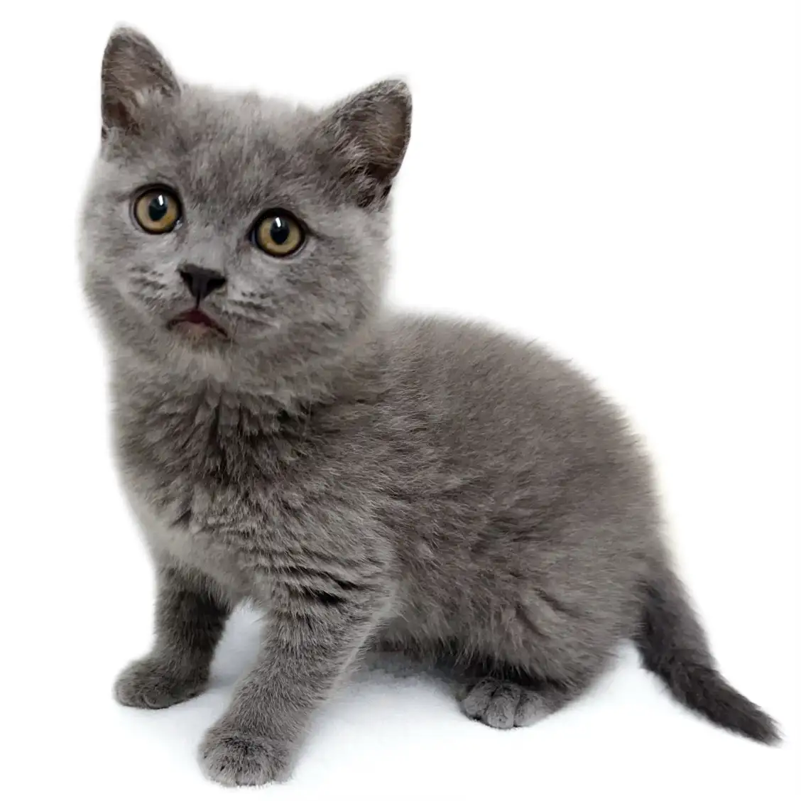 ブリティッシュショートヘア