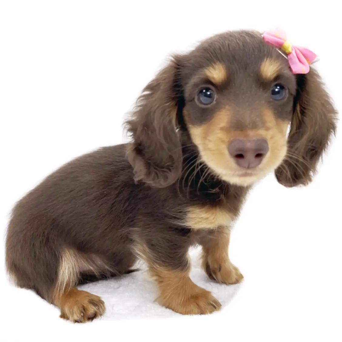 カニンヘン・ダックスフント