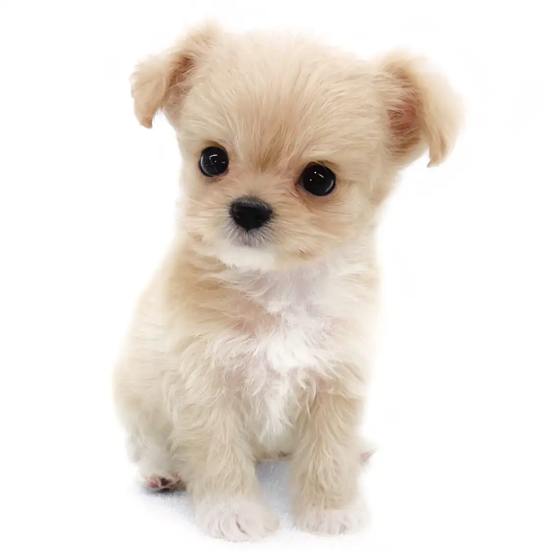 MIX(ペキニーズ×チワワ)